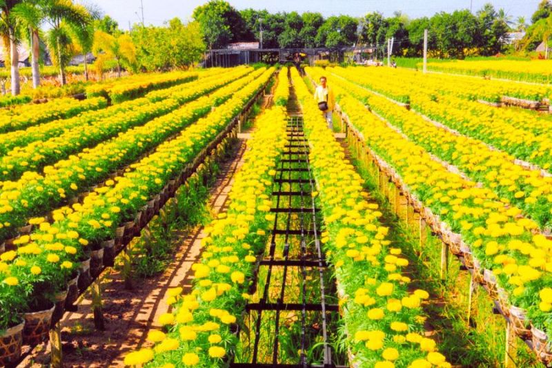 Ho Chi Minh - Mekong Delta tour (B, L) 0